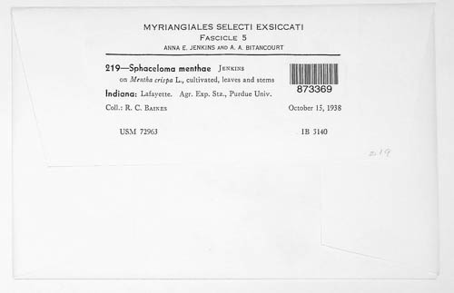 Elsinoe menthae image